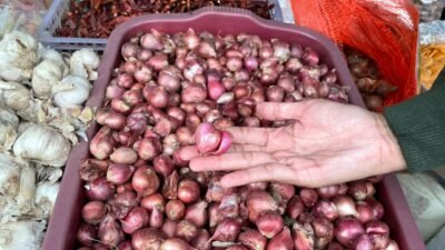 "Apakah tanah Kalimantan Barat cocok untuk bawang merah? Simak ulasan mengenai tantangan lahan gambut, iklim, hingga peluang kemandirian pangan lokal."