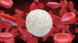 Ilustrasi medis yang menggambarkan urutan waktu berhentinya fungsi organ manusia mulai dari sel otak hingga jaringan sel darah putih menurut penjelasan sains.