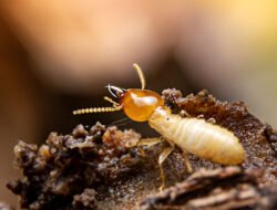 Cara Membasmi Rayap di Rumah Secara Alami dan Ampuh