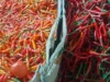 Ria Norsan Pastikan Stok Sembako Aman hingga Lebaran, Soroti Kenaikan Harga Cabai