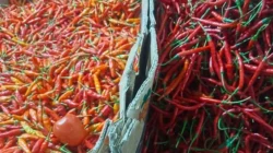 "Ditemui usai Grand Opening Torasera Abdussalam, Ria Norsan memastikan stok sembako di Kalbar aman hingga Lebaran, meski harga cabai dan telur naik."