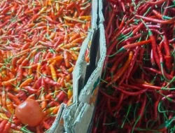 Ria Norsan Pastikan Stok Sembako Aman hingga Lebaran, Soroti Kenaikan Harga Cabai