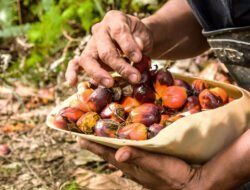 Pakar Kaji Potensi Sawit dalam Pemulihan Ekonomi Sumatra
