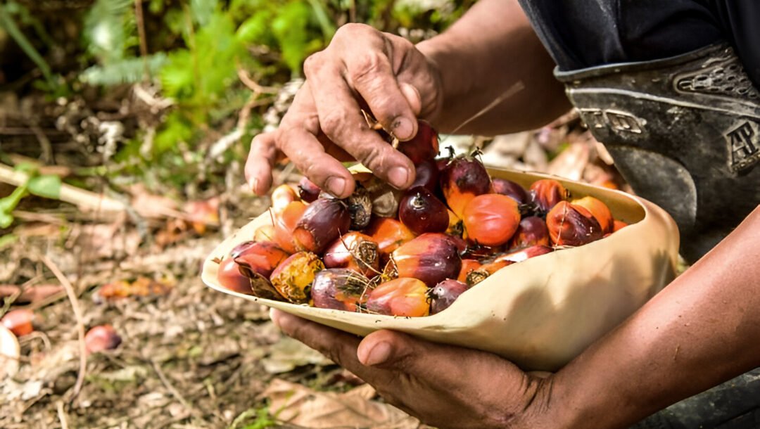 Ilustrasi - Pakar ekonomi dan pertanian mengkaji peran industri sawit dalam memulihkan ekonomi pascabencana di Sumatra melalui penyerapan tenaga kerja dan devisa. (Dok: Mongabay)