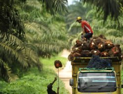 Negara Ambil Alih Perkebunan Sawit Asing Tahun 1965