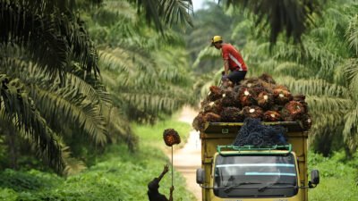 Ilustrasi - Pemerintah melakukan nasionalisasi total perkebunan sawit asing pada tahun 1965 lewat Penpres No 6. (Dok. Ist)