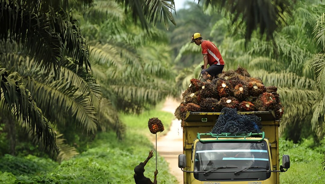Ilustrasi - Pemerintah melakukan nasionalisasi total perkebunan sawit asing pada tahun 1965 lewat Penpres No 6. (Dok. Ist)