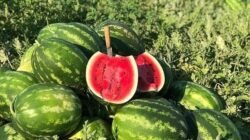 Semangka mengandung sitrulin, asam amino yang membantu mengurangi nyeri otot dan meningkatkan aliran darah ke seluruh tubuh. (Dok. Ist)