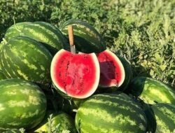 Jenis Buah Pencegah Dehidrasi Selama Puasa Ramadan