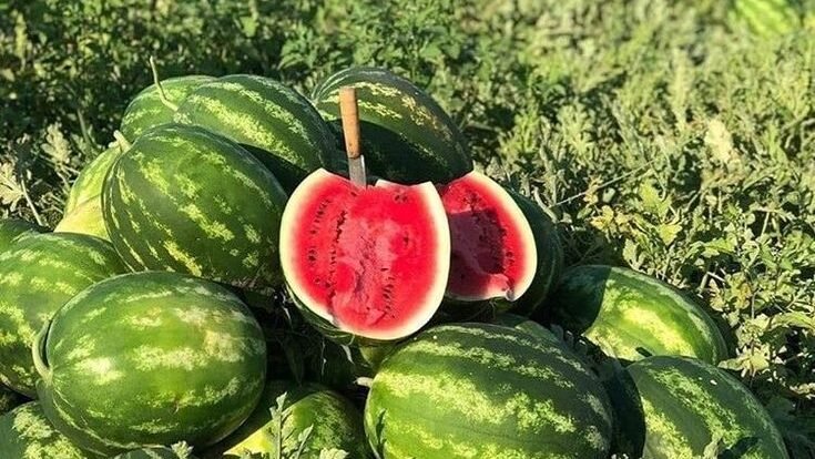 Semangka mengandung sitrulin, asam amino yang membantu mengurangi nyeri otot dan meningkatkan aliran darah ke seluruh tubuh. (Dok. Ist)