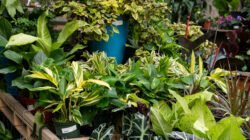 Ilustrasi - Memiliki taman yang asri di halaman rumah memberikan kesejukan tersendiri bagi penghuninya. (Dok. Ist)