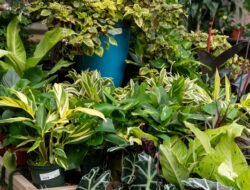 Cara Merawat Tanaman Hias Agar Tetap Segar di Cuaca Panas