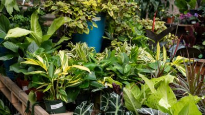 Ilustrasi - Memiliki taman yang asri di halaman rumah memberikan kesejukan tersendiri bagi penghuninya. (Dok. Ist)