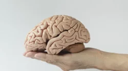 "Sering lupa meletakkan kunci atau sulit menemukan kata yang pas? Hati-hati, itu bisa jadi sinyal cognitive decline. Simak 5 tanda fungsi otak menurun yang wajib diwaspadai."