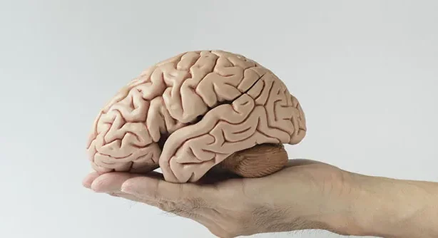 "Sering lupa meletakkan kunci atau sulit menemukan kata yang pas? Hati-hati, itu bisa jadi sinyal cognitive decline. Simak 5 tanda fungsi otak menurun yang wajib diwaspadai."