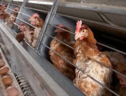 Cara Ternak Ayam Kampung Modal Kecil Untuk Pemula