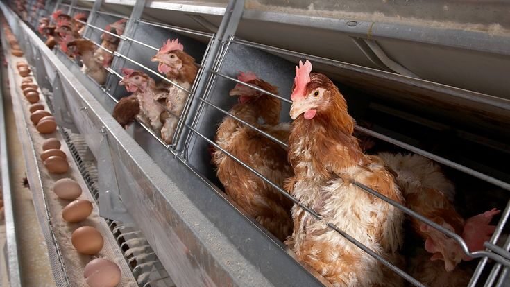 Ilustrasi - Simak cara ternak ayam kampung dengan modal kecil bagi pemula. Mulai dari pemilihan bibit hingga tips pemberian pakan. (Dok. Ist)