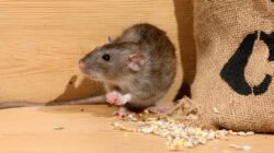 Ilustrasi - Opini pedas soal penangkapan Ketua PN Depok I Wayan Eka Mariarta oleh KPK. Gaji hakim sudah naik, tapi mental tikus got tetap ada. (Dok. Ist)