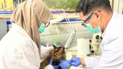 Petugas Karantina Kalimantan Barat sedang mengambil sampel darah kucing untuk uji titer rabies di laboratorium, sementara foto lain memperlihatkan empat ekor kucing dalam kandang siap diperiksa. (Dok. HO/Faktakalbar.id)