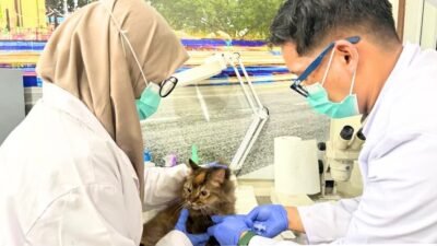 Petugas Karantina Kalimantan Barat sedang mengambil sampel darah kucing untuk uji titer rabies di laboratorium, sementara foto lain memperlihatkan empat ekor kucing dalam kandang siap diperiksa. (Dok. HO/Faktakalbar.id)