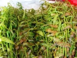 4 Sayuran Unik yang Hanya Ada di Kalimantan Barat, Cita Rasa Lokal yang Menggugah Selera