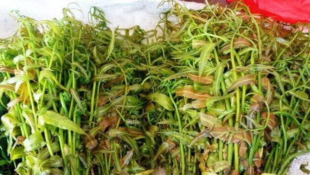 'Temukan 4 sayuran unik yang hanya ada di Kalimantan Barat. Mulai dari sayur kelakai yang kaya zat besi hingga umbut rotan yang renyah, kenali kekayaan kuliner khas Borneo. "