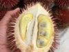 Kekayaan Nusantara, Ini 5 Buah Langka yang Cuma Ada di Indonesia