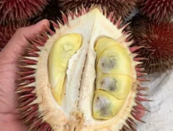 Kekayaan Nusantara, Ini 5 Buah Langka yang Cuma Ada di Indonesia