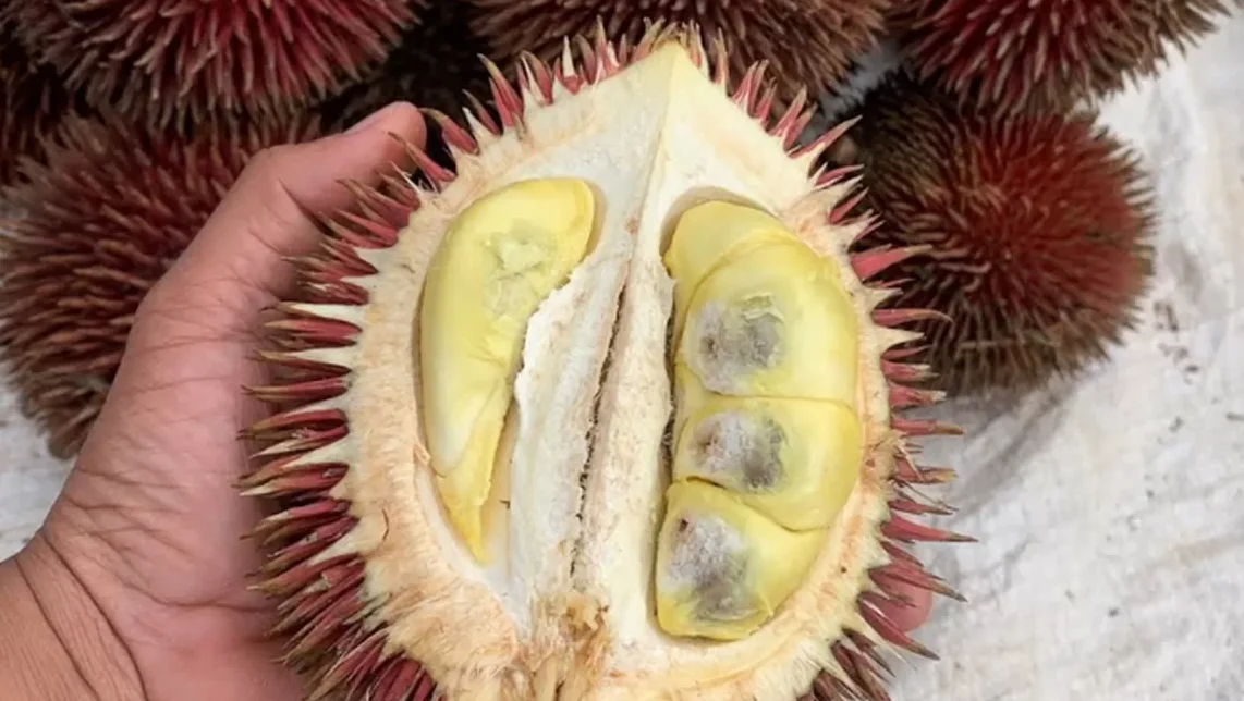 "Indonesia memiliki kekayaan buah eksotis yang luar biasa. Simak 5 daftar buah langka asli Indonesia seperti Matoa dan Lahung yang kini mulai sulit ditemukan."