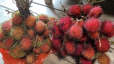 "Jangan sepelekan si manis berambut ini. Simak beragam fungsi buah rambutan bagi kesehatan tubuh, mulai dari melancarkan pencernaan hingga menjaga imunitas."
