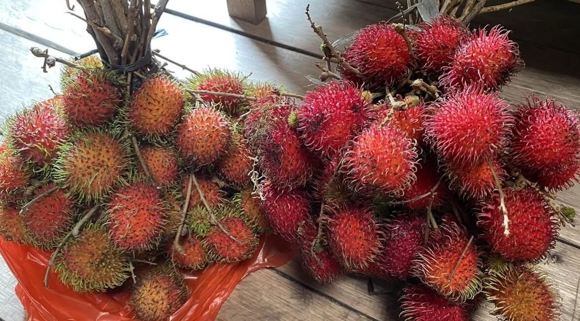 "Jangan sepelekan si manis berambut ini. Simak beragam fungsi buah rambutan bagi kesehatan tubuh, mulai dari melancarkan pencernaan hingga menjaga imunitas."