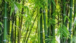 "Temukan 5 manfaat luar biasa dari tanaman bambu, mulai dari material konstruksi yang kuat hingga perannya dalam menjaga kelestarian lingkungan hidup."