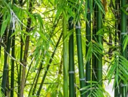 Si Baja Hijau yang Serbaguna, Inilah 5 Manfaat Bambu untuk Kehidupan Manusia