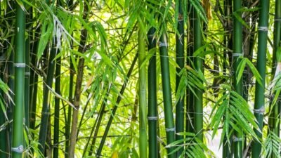 "Temukan 5 manfaat luar biasa dari tanaman bambu, mulai dari material konstruksi yang kuat hingga perannya dalam menjaga kelestarian lingkungan hidup."