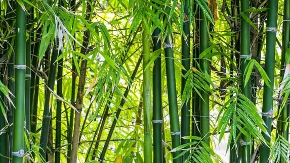 "Temukan 5 manfaat luar biasa dari tanaman bambu, mulai dari material konstruksi yang kuat hingga perannya dalam menjaga kelestarian lingkungan hidup."