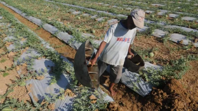" Ingin mencoba menanam buah manis dan segar di pekarangan rumah? Simak 5 tips berkebun semangka yang mudah diterapkan dan dijamin panen melimpah."