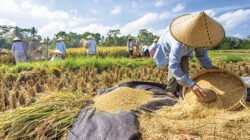 "Antisipasi dampak El Nino 2026 dengan menjaga ketahanan pangan keluarga. Simak 6 tips praktis mulai dari budidaya pekarangan hingga diversifikasi pangan lokal."