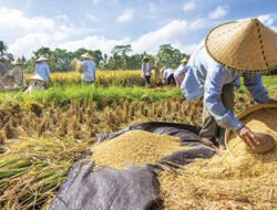 Antisipasi Gagal Panen, Ini 6 Tips Jaga Ketahanan Pangan Saat El Nino Tiba