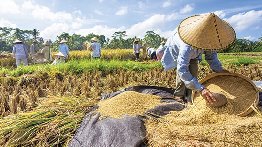 "Antisipasi dampak El Nino 2026 dengan menjaga ketahanan pangan keluarga. Simak 6 tips praktis mulai dari budidaya pekarangan hingga diversifikasi pangan lokal."