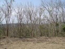 Kemarau Datang Lebih Awal pada April 2026, BNPB Ingatkan Warga Waspada Cuaca Pancaroba