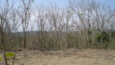 BMKG memprakirakan musim kemarau 2026 di Indonesia akan tiba lebih awal pada April. BNPB keluarkan imbauan kewaspadaan cuaca ekstrem dan karhutla.