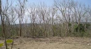 BMKG memprakirakan musim kemarau 2026 di Indonesia akan tiba lebih awal pada April. BNPB keluarkan imbauan kewaspadaan cuaca ekstrem dan karhutla.