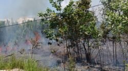 Kondisi kebakaran hutan dan lahan (karhutla) di Desa Tanjung Limau, Kecamatan Muara Badah, Kabupaten Kutai Kartanegara, Provinsi Kalimantan Timur, pada Sabtu (28/3) pukul 11.30 WITA. (Sumber foto: BPBD Kabupaten Kutai Kartanegara)