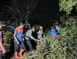 Cuaca Ekstrem di Jember Rusak Belasan Rumah dan Tumbangkan Pohon