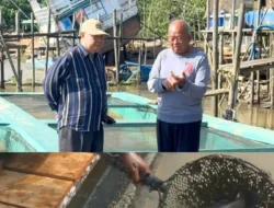 KUB Cemeti Amara Suli Berhasil Budidaya Kakap Putih di Keramba Jaring Apung
