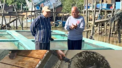 Kelompok Usaha Bersama (KUB) Cemeti Amara Suli melakukan budidaya pembesaran ikan kakap putih di Keramba Jaring Apung Desa Suka Baru. (Dok. HO/Faktakalbar.id)