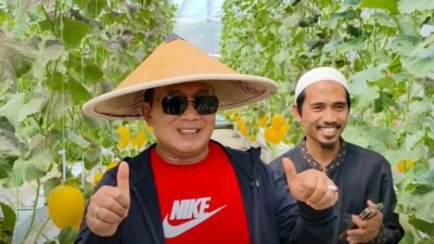 Bupati Kubu Raya Sujiwo memberikan jempol saat memanen buah melon di Kebun Koperasi Desa Merah Putih Sungai Raya Dalam. (Dok. HO/Faktakalbar.id)