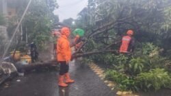 Petugas BPBD Sidoarjo saat melakukan proses evakuasi dan pembersihan material pohon tumbang akibat terjangan cuaca ekstrem.