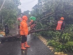 Puluhan Pohon Tumbang, BPBD Tangani Dampak Angin Kencang di Sidoarjo