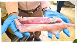 Produk cumi-cumi segar hasil tangkapan nelayan Kalimantan Barat yang siap diekspor melalui pemeriksaan Karantina di PLBN Entikong. (Dok. HO/Faktakalbar.id)